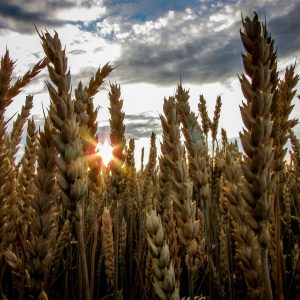 Grains